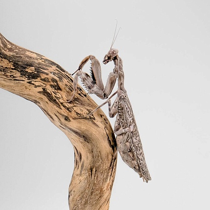 Индонезийский двущитовый богомол (Pnigomantis medioconstricta) от магазина ExoLife