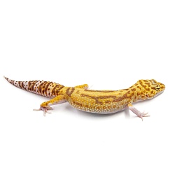 Эублефар Mack Snow Temper Albino Het Eclipse