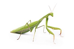 Индийский древесный богомол (Hierodula membranacea)