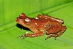 Шоколадно-белый веслоног (Nyctixalus pictus)
