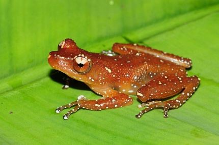 Шоколадно-белый веслоног (Nyctixalus pictus) от магазина ExoLife