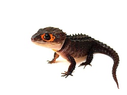 Крокодиловый сцинк (Tribolonotus gracilis)