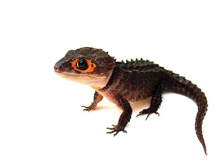 Крокодиловый сцинк (Tribolonotus gracilis) от магазина ExoLife