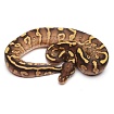 Королевский питон (Phantom Yellow Belly)