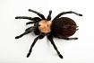 Птицеед (Brachypelma albiceps)