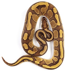 ПОД ЗАКАЗ: Королевский питон Python regius (Enchi Copper)