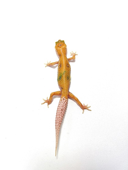 Эублефар Tangerine Tremper Albino Enigma от магазина ExoLife
