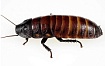Таракан мадагаскарский (Gromphadorhina portentosa)