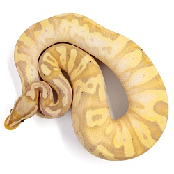 ПОД ЗАКАЗ: Королевский питон Python regius (Banana Pastel Yellow Belly)