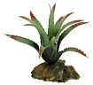 Декоративное растение для террариума "Tillandsia"
