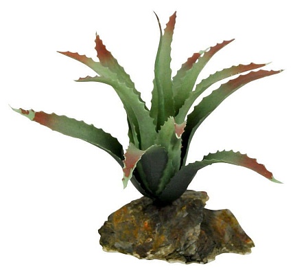 Декоративное растение для террариума "Tillandsia" от магазина ExoLife