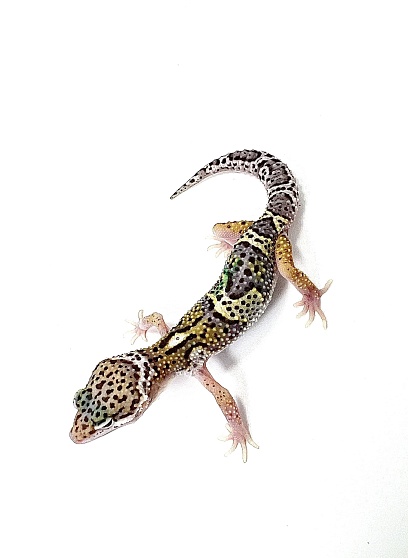 Эублефар Mack Snow Het Tangerine Tremper Albino Eclipse от магазина ExoLife