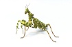 Богомол дьявольский цветок (Blepharopsis mendica)