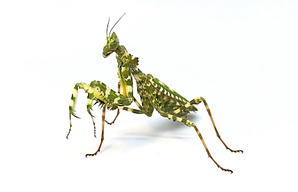Богомол дьявольский цветок (Blepharopsis mendica) от магазина ExoLife