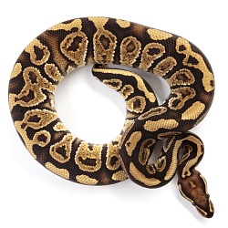 ПОД ЗАКАЗ: Королевский питон Python regius (Trick)