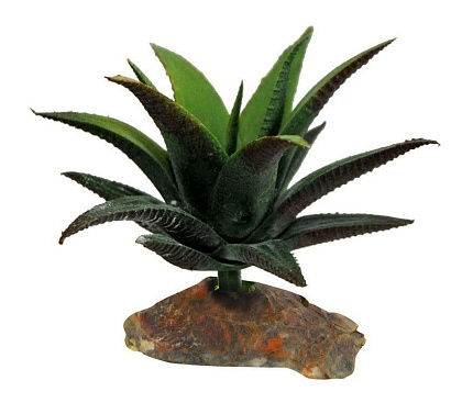 Декоративное растение для террариумов "Succulent" от магазина ExoLife