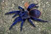 Птицеед (Pterinopelma sazimai)