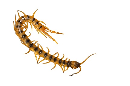 Кольчатая сколопендра (Scolopendra cingulata) от магазина ExoLife