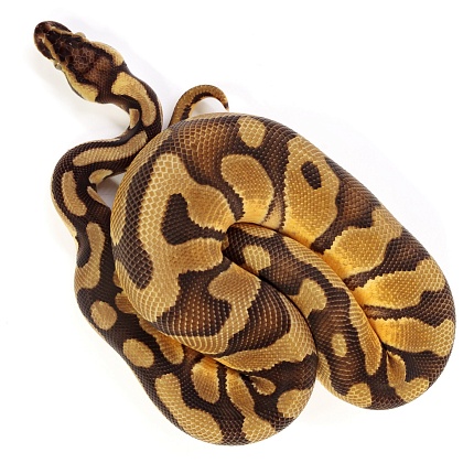 ПОД ЗАКАЗ: Королевский питон Python regius (Enchi Pastel Vanilla) от магазина ExoLife