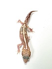 Эублефар Mack snow Raptor Het Tangerine