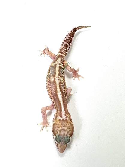 Эублефар Mack snow Raptor Het Tangerine от магазина ExoLife