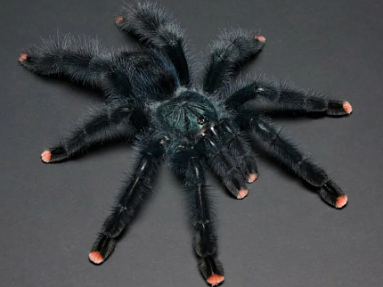 Птицеед Авикулярия обыкновенная (Avicularia avicularia) от магазина ExoLife