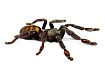 Птицеед (Psalmopoeus irminia)