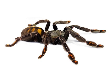 Птицеед (Psalmopoeus irminia) от магазина ExoLife