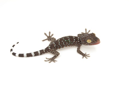 Геккон токи (Gekko gekko) от магазина ExoLife