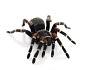 Птицеед (Brachypelma auratum)