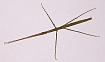 Аннамский палочник (Baculum extradentatum)