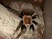 Птицеед Sericopelma angustum (Brachypelma)