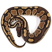 ПОД ЗАКАЗ: Королевский питон Python regius (Special)
