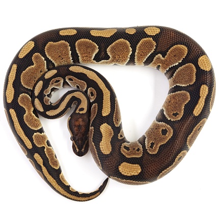 ПОД ЗАКАЗ: Королевский питон Python regius (Special) от магазина ExoLife