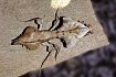 Богомол мертвый лист (Deroplatys lobata)