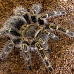 Граммостола золотополосая (Grammostola pulchripes)