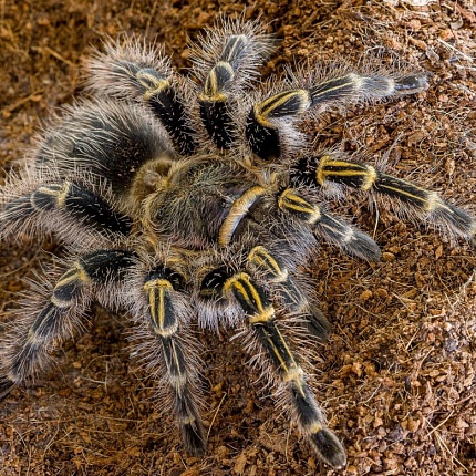 Граммостола золотополосая (Grammostola pulchripes) от магазина ExoLife