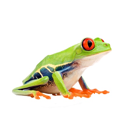 Красноглазая квакша (Agalychnis callidryas) от магазина ExoLife
