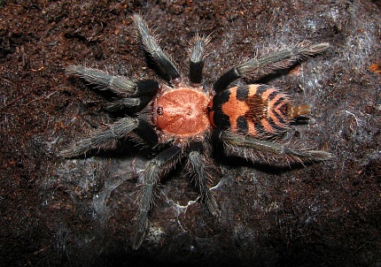 Птицеед (Cyclosternum fasciatum) от магазина ExoLife