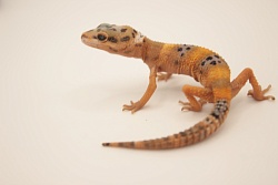 Эублефар Hypo Tangerine het Tremper Albino