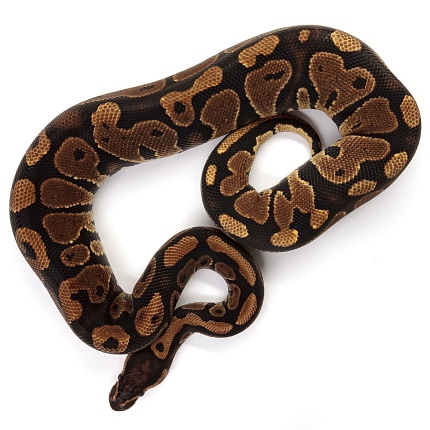 ПОД ЗАКАЗ: Королевский питон Python regius (Gravel) от магазина ExoLife