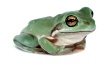 Австралийские квакши (Litoria caerulea)