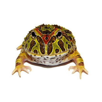 Рогатая лягушка Крэнвелла (Ceratophrys cranwelli) от магазина ExoLife