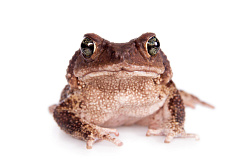 Карибские щитковые жабы (Peltophryne peltocephala)