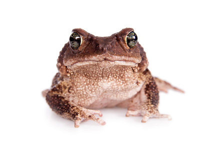 Карибские щитковые жабы (Peltophryne peltocephala) от магазина ExoLife