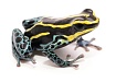 Пятнистый древолаз (Dendrobates tinctorius "Nominat")