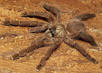 Птицеед (Avicularia laeta) от магазина ExoLife