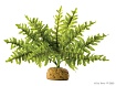 Искусственное растение EX Boston Fern, Бостонский папортник малый