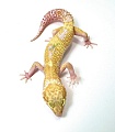Эублефар Tangerine Tremper Albino Enigma Het Eclipse