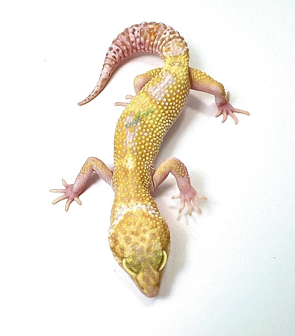 Эублефар Tangerine Tremper Albino Enigma Het Eclipse от магазина ExoLife